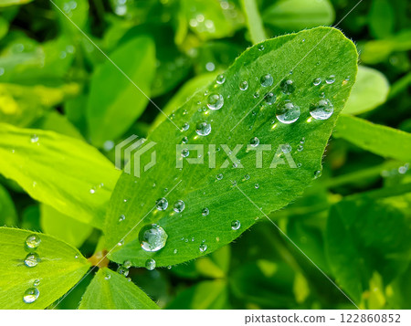 water drops on green leaf 122860852
