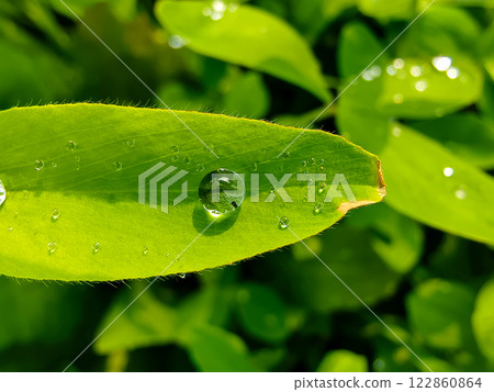 water drops on leaf water drops on leaf 122860864