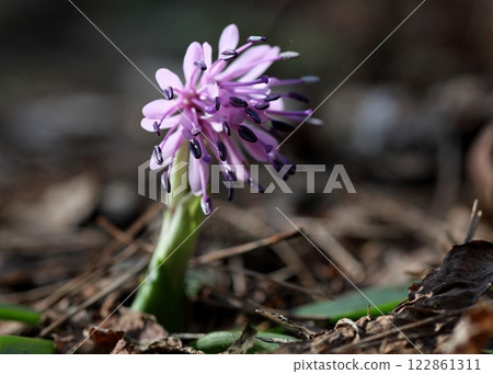 Heloniopsis orientalis 在春天首先開花 Heloniopsis orientalis 在春天首先開花 122861311