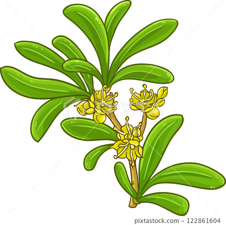 Argan Branch Colored Detailed Illustration. Argan Branch Colored Detailed Illustration. 122861604