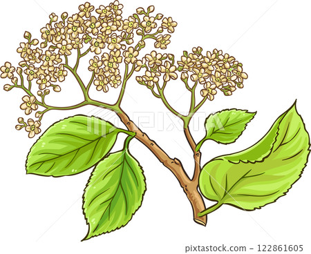 Black Rowan Branch with Flowers Colored Detailed Illustration 122861605