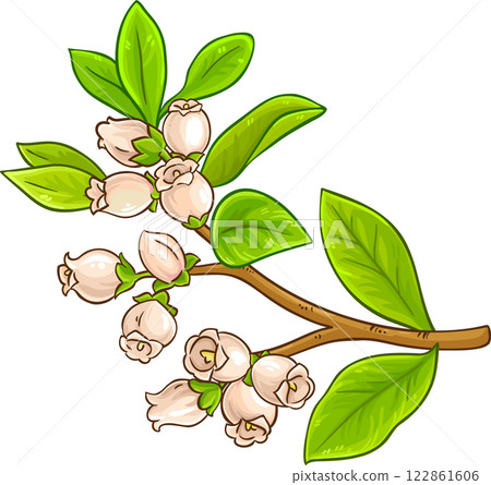 Blueberry Branch with Flowers Colored Detailed Illustration Blueberry Branch with Flowers Colored Detailed Illustration 122861606