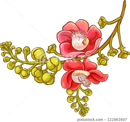 Brazil Nut Flowers Colored Detailed Illustration. Brazil Nut Flowers Colored Detailed Illustration. 122861607
