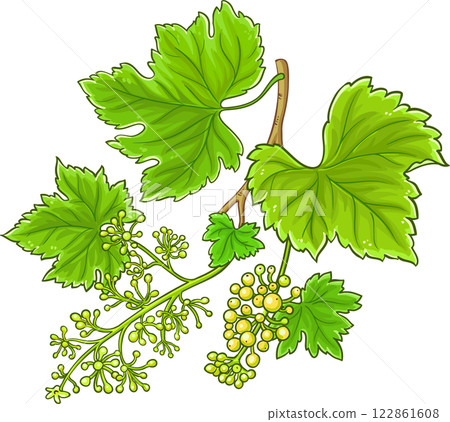 Grapes Branch with Berries and Leaves Colored Detailed Illustration. Organic natural nutritional healthy food ingredient, vegetarian diet product. Grapes Branch with Berries and Leaves Colored Detailed Illustration. Organic natural nutritional healthy food ingredient, vegetarian diet product. 122861608