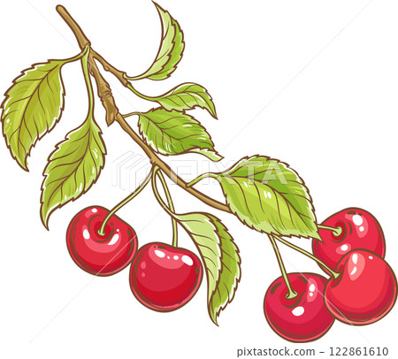 Cherry Branch with Berries Colored Detailed Illustration. Organic natural nutritional healthy food ingredient, vegetarian diet product. Cherry Branch with Berries Colored Detailed Illustration. Organic natural nutritional healthy food ingredient, vegetarian diet product. 122861610