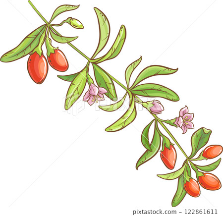 Goji Branch with Flowers, Berries and Leaves Colored Detailed Illustration. Organic natural nutritional healthy food ingredient, vegetarian diet product. Goji Branch with Flowers, Berries and Leaves Colored Detailed Illustration. Organic natural nutritional healthy food ingredient, vegetarian diet product. 122861611