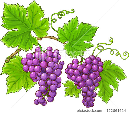 Grapes Branch Colored Detailed Illustration. Grapes Branch Colored Detailed Illustration. 122861614