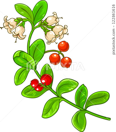 Lingonberry Branch Colored Detailed llustration 122861616