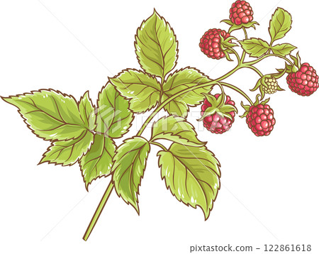 Raspberry Branch Colored Detailed Illustration. 122861618