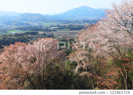 櫻川高峰山櫻花 122861729