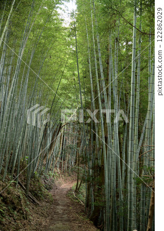 Koyasan Choishi Road (near 172 Choishi) [Kudoyama Town, Wakayama Prefecture] 122862029
