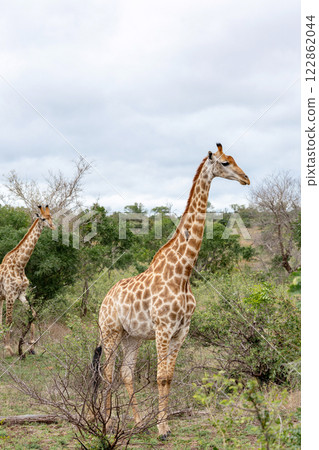 Two giraffes walks through the savannah in South Africa 122862044