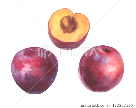 Hand drawn watercolor illustration, set of fruit plum isolated on white background. Watercolor sketch. 122862130