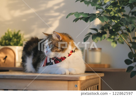 pet care concept with cat wear cloth and play with owner in living room pet care concept with cat wear cloth and play with owner in living room 122862597