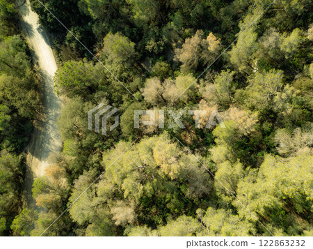 Aerial View of Lush Green Forest with Dirt Road 122863232