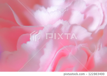 粉紅花瓣康乃馨 122863400