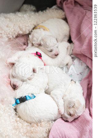 New born puppies of Bichon Frise dog. Bichon puppy sleeping. 122863539