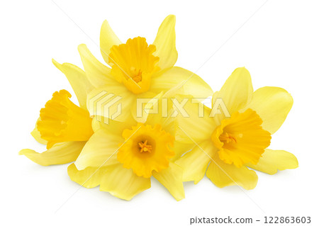 Daffodil flower or narcissus isolated on white background with full depth of field 122863603