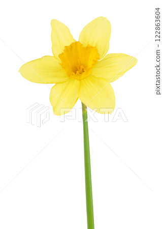 Daffodil flower or narcissus isolated on white background with full depth of field Daffodil flower or narcissus isolated on white background with full depth of field 122863604