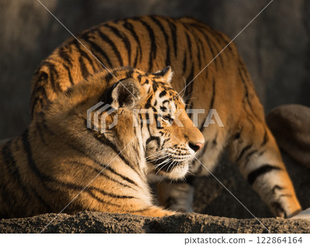 Tiger cub sunbathing 122864164