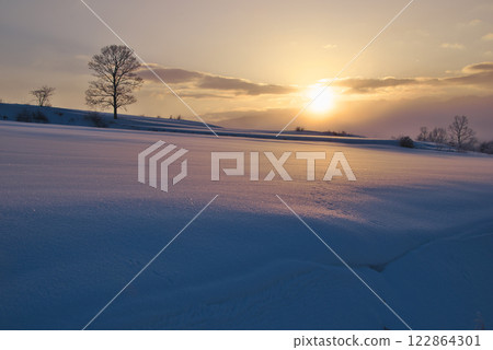 迎著朝陽的冬日樹木（蒜山高原：岡山縣真庭市） 122864301