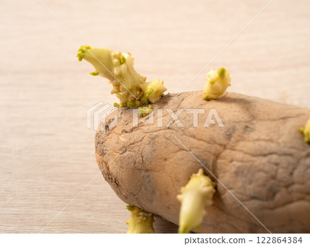 sprout potato bud sprout potato Sprouted potatoes ジャガイモ sprout sprout potato bud sprout potato Sprouted potatoes ジャガイモ sprout 122864384