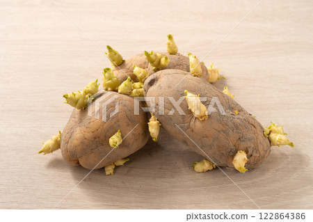 sprout potato bud sprout potato Sprouted potatoes ジャガイモ sprout 122864386