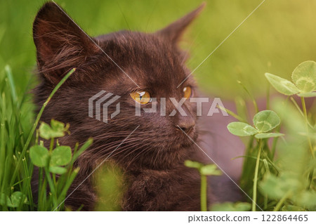 Kitten in green grass. Brown cat. Kitten in green grass. Brown cat. 122864465