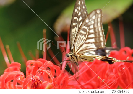 園藝花園花卉， 122864892