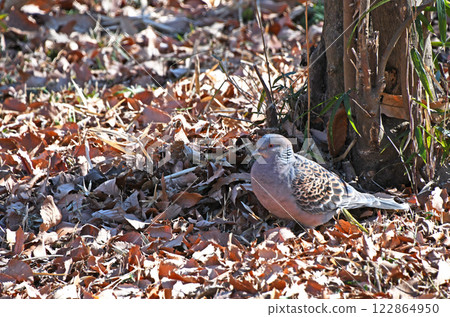 A turtle dove with a blue and black scarf-like pattern around its neck 122864950