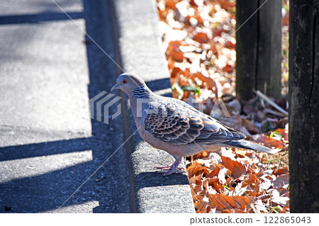Pheasant butterfly (chick pigeon) 122865043