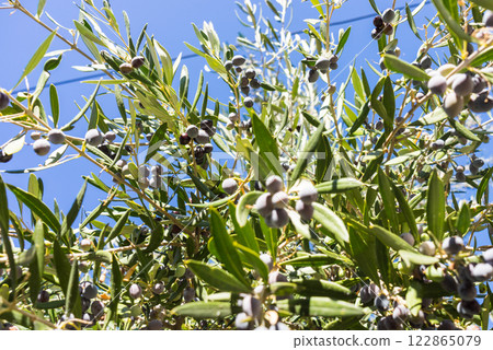 Tree, bush with growing, ripening olives 122865079