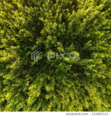 nadir texture and background of green alfalfa field nadir texture and background of green alfalfa field 122865121