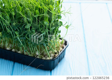 Organic microgreen pea photography . Healthy food . Top view Organic microgreen pea photography . Healthy food . Top view 122865236