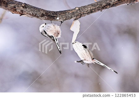 Shimaenaga Shimaenaga 122865453