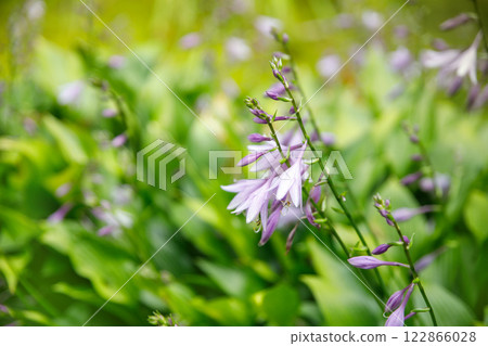 Beautiful fresh lilac Hosta ventricosa or plantain lily flowers growing on flowerbed in ornamental garden on spring day. Close-up natural purple floral background Beautiful fresh lilac Hosta ventricosa or plantain lily flowers growing on flowerbed in ornamental garden on spring day. Close-up natural purple floral background 122866028