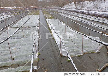 Azumino Daio wasabi farm of winter Azumino Daio wasabi farm of winter 122866132
