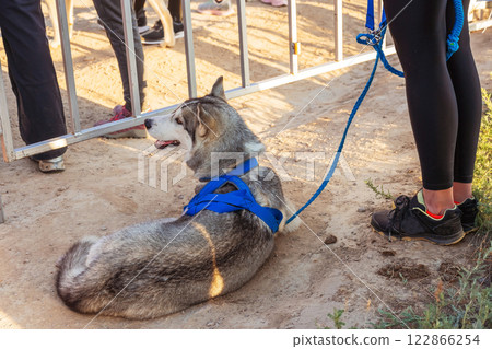 walking with a large dog on a leash on the ground. preparing a dog before a race with a pet walking with a large dog on a leash on the ground. preparing a dog before a race with a pet 122866254