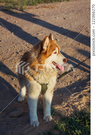 walking with a large dog on a leash on the ground. preparing a dog before a race with a pet 122866270