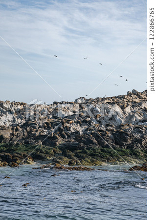 Colony of fur seals rest on the rocks of the Atlantic Ocean coast 122866765