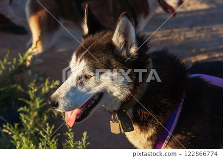 portrait of a husky dog breed. photo of a dog's face with teeth portrait of a husky dog breed. photo of a dog's face with teeth 122866774