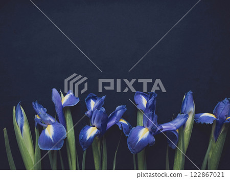 Flowers composition. Frame made of irises flowers on blue background. Valentines day, mothers day and womens day concept. Flat lay, top view. Flowers composition. Frame made of irises flowers on blue background. Valentines day, mothers day and womens day concept. Flat lay, top view. 122867021