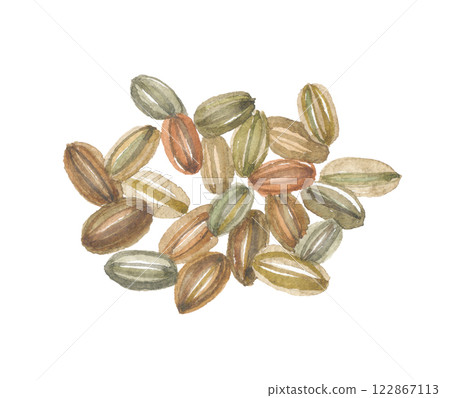 Watercolor painting of snake-like fruit, Okazelia japonica 122867113