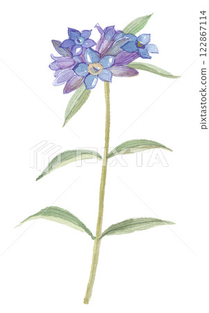 Watercolor painting of a giant lily 122867114