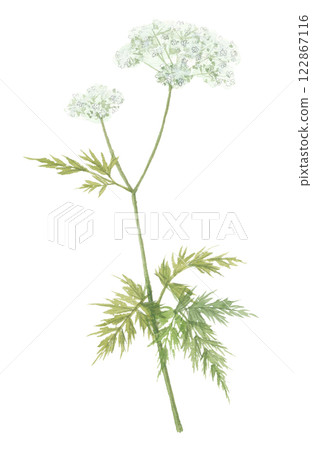 Cnidium officinalis flower painted in watercolor 122867116