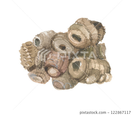 Watercolor drawing of Cnidium officinalis root 122867117