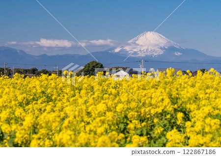 <神奈川縣>富士山與盛開的油菜花田 122867186