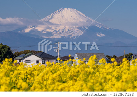 <神奈川縣>富士山與盛開的油菜花田 <神奈川縣>富士山與盛開的油菜花田 122867188