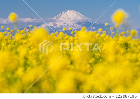 <神奈川縣>富士山與盛開的油菜花田 122867190