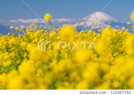 <神奈川縣>富士山與盛開的油菜花田 122867192